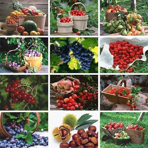 imagini calendare fructe 2026